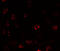 Thymocyte Expressed, Positive Selection Associated 1 antibody, 7601, ProSci, Immunofluorescence image 