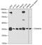 Translocase Of Outer Mitochondrial Membrane 34 antibody, 19-385, ProSci, Western Blot image 