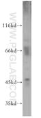 DnaJ Heat Shock Protein Family (Hsp40) Member A4 antibody, 12806-1-AP, Proteintech Group, Western Blot image 