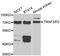 TRAF3 Interacting Protein 2 antibody, A6776, ABclonal Technology, Western Blot image 