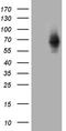 Zinc Finger Protein 543 antibody, CF810062, Origene, Western Blot image 