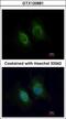 Keratin 36 antibody, GTX120881, GeneTex, Immunofluorescence image 