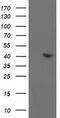 Aldolase, Fructose-Bisphosphate B antibody, TA502908S, Origene, Western Blot image 