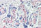 Caspase 7 antibody, MBS246290, MyBioSource, Immunohistochemistry frozen image 