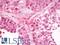 CREB Regulated Transcription Coactivator 2 antibody, LS-B10101, Lifespan Biosciences, Immunohistochemistry frozen image 