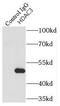 Histone Deacetylase 3 antibody, FNab03798, FineTest, Immunoprecipitation image 