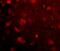 SLIT And NTRK Like Family Member 4 antibody, A14468, Boster Biological Technology, Immunofluorescence image 