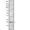 ADP Ribosylation Factor 5 antibody, abx148301, Abbexa, Western Blot image 