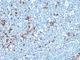 Immunoglobulin Kappa Variable 1D-16 antibody, V3149SAF-100UG, NSJ Bioreagents, Flow Cytometry image 