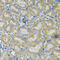 Heat Shock Protein 90 Alpha Family Class B Member 1 antibody, 13-842, ProSci, Immunohistochemistry frozen image 