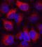 Proteasome Subunit Beta 9 antibody, MAB7709, R&D Systems, Immunohistochemistry frozen image 