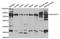 Rho Guanine Nucleotide Exchange Factor 7 antibody, A1108, ABclonal Technology, Western Blot image 