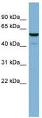 Proline aminopeptidase antibody, TA345102, Origene, Western Blot image 