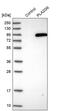 85 kDa calcium-independent phospholipase A2 antibody, PA5-51525, Invitrogen Antibodies, Western Blot image 