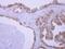 UBA Domain Containing 1 antibody, NBP2-15153, Novus Biologicals, Immunohistochemistry frozen image 