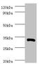 Interleukin 1 Beta antibody, orb241340, Biorbyt, Western Blot image 