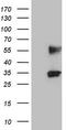 Protein C Receptor antibody, LS-C339646, Lifespan Biosciences, Western Blot image 