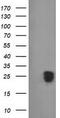 Fibroblast Growth Factor 21 antibody, TA502815S, Origene, Western Blot image 