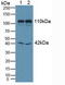 Mindbomb E3 Ubiquitin Protein Ligase 1 antibody, LS-C295376, Lifespan Biosciences, Western Blot image 