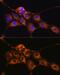 C1 esterase inhibitor antibody, GTX55542, GeneTex, Immunofluorescence image 