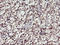 Monoglyceride Lipase antibody, LS-C173047, Lifespan Biosciences, Immunohistochemistry frozen image 