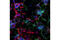 Tubulin Beta 3 Class III antibody, 5568S, Cell Signaling Technology, Immunofluorescence image 