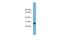 MAX Dimerization Protein 1 antibody, A06485, Boster Biological Technology, Western Blot image 