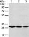 TPD52 Like 2 antibody, PA5-50847, Invitrogen Antibodies, Western Blot image 