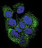 ABL Proto-Oncogene 1, Non-Receptor Tyrosine Kinase antibody, LS-C96814, Lifespan Biosciences, Immunofluorescence image 