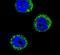 Haptoglobin antibody, PA5-24174, Invitrogen Antibodies, Immunofluorescence image 