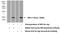 C-X-C Motif Chemokine Ligand 9 antibody, 22355-1-AP, Proteintech Group, Western Blot image 