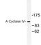 Adenylate Cyclase 4 antibody, LS-C177496, Lifespan Biosciences, Western Blot image 