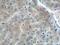 DENN Domain Containing 1A antibody, 25658-1-AP, Proteintech Group, Immunohistochemistry frozen image 