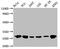 Heat Shock Protein Family B (Small) Member 1 antibody, CSB-RA010833A0HU, Cusabio, Western Blot image 