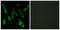 G Protein-Coupled Receptor 139 antibody, LS-C120686, Lifespan Biosciences, Immunofluorescence image 
