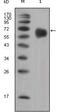 Fibroblast Growth Factor Receptor 4 antibody, GTX83129, GeneTex, Western Blot image 