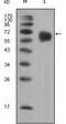 CD334 antibody, GTX83129, GeneTex, Western Blot image 