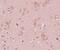 Pleckstrin Homology Domain Containing M3 antibody, PA5-20851, Invitrogen Antibodies, Immunohistochemistry frozen image 