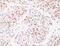 Matrin 3 antibody, ab84422, Abcam, Immunohistochemistry paraffin image 