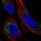 Transmembrane prostate androgen-induced protein antibody, NBP2-56657, Novus Biologicals, Immunofluorescence image 