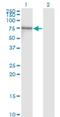 Nuclear Respiratory Factor 1 antibody, H00004899-M02, Novus Biologicals, Western Blot image 