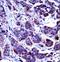 Caspase 6 antibody, LS-C168334, Lifespan Biosciences, Immunohistochemistry frozen image 