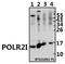 RNA Polymerase II Subunit I antibody, A13529, Boster Biological Technology, Western Blot image 