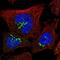 Zinc Finger Protein 287 antibody, NBP1-82360, Novus Biologicals, Immunocytochemistry image 