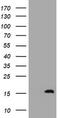 TSC22 Domain Family Member 1 antibody, CF505060, Origene, Western Blot image 