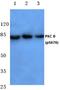 Protein Kinase C Theta antibody, A01293S676, Boster Biological Technology, Western Blot image 