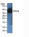 Paraoxonase 1 antibody, LS-C298314, Lifespan Biosciences, Western Blot image 