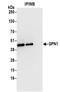 GPN-Loop GTPase 1 antibody, NBP2-37686, Novus Biologicals, Immunoprecipitation image 