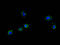 Signal Recognition Particle 19 antibody, A63494-100, Epigentek, Immunofluorescence image 