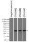 Pim-2 Proto-Oncogene, Serine/Threonine Kinase antibody, GTX83890, GeneTex, Immunoprecipitation image 